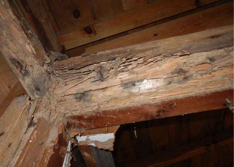 traitement anti termites sur charpente bois à béziers